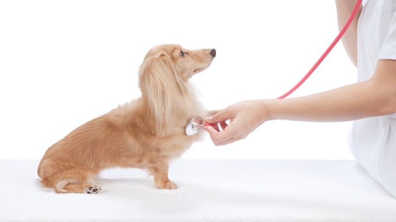 動物病院がSEOで集客を成功させるための対策方法やポイントを紹介！ サムネイル画像